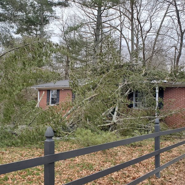 Large pine tree fallen against the front of a brick house