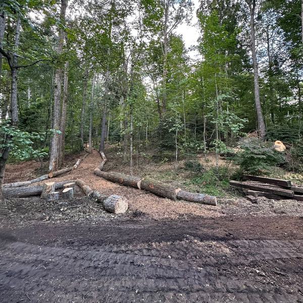 Wooded lot with felled trees cut into logs and a cleared path