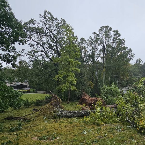 Several large trees uprooted and lying across a lawn after a storm